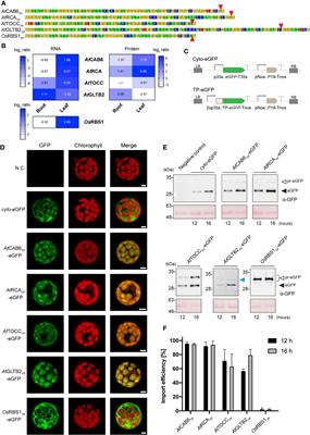 Transit Peptides From Photosynthesis-Related Proteins Mediate Import of a Marker Protein Into Different Plastid Types and Within Different Species